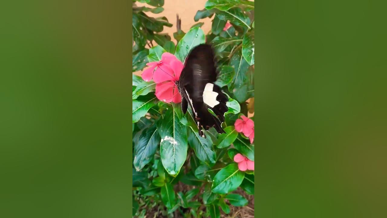flower 😍butterfly #flowers #youtubeshorts #viralshorts #nature #plantslover #homegarden
