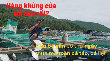 Câu cá trên bè biển gần bờ toàn cá liệt, phút cuối hốt đàn cá đỏ củ.