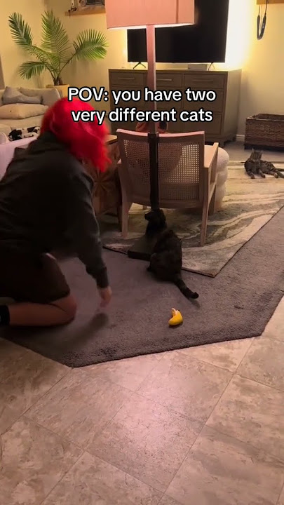 POV you got two very different Kittyos
