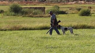 German Shorthair Pointer, Training Day  Wiley 16 months old