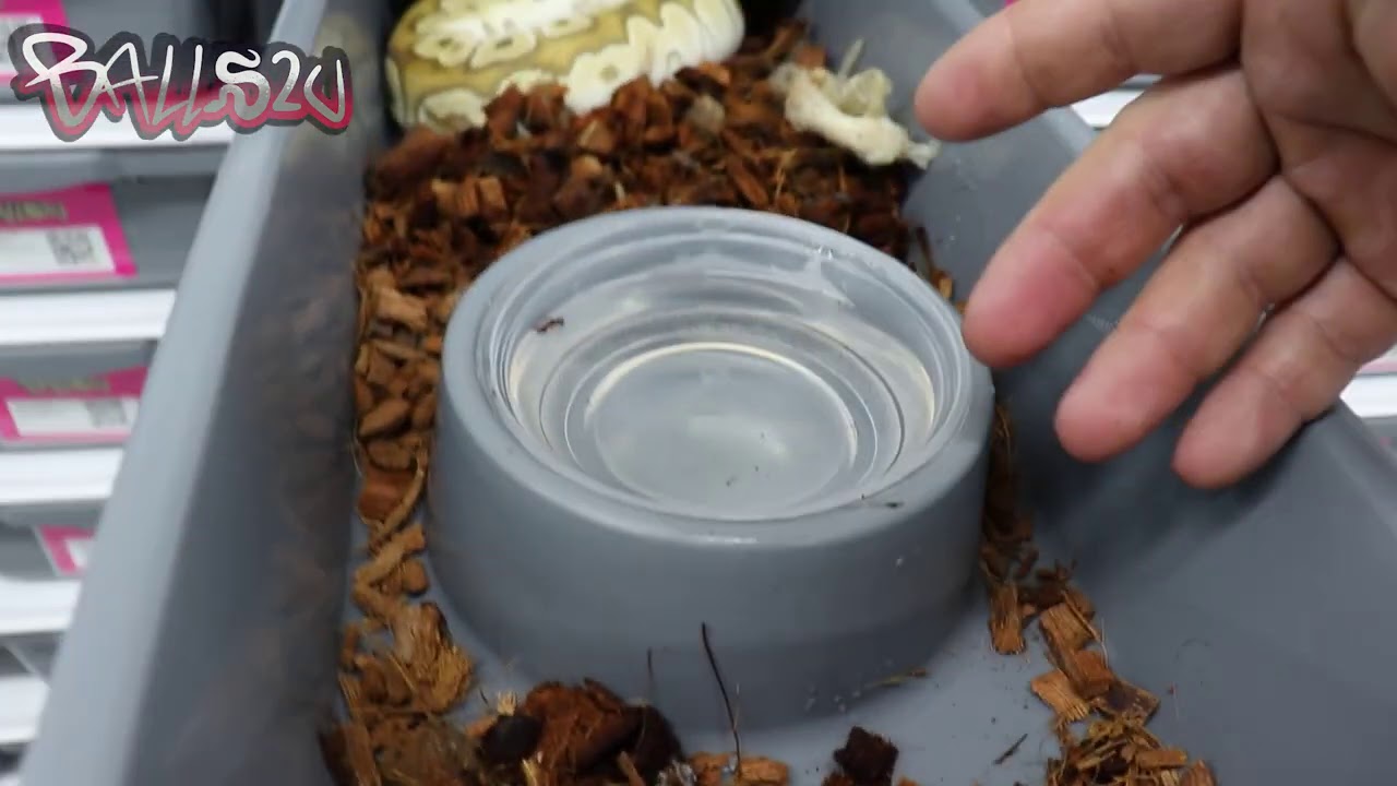 LP and Freedom Breeder Rack Review