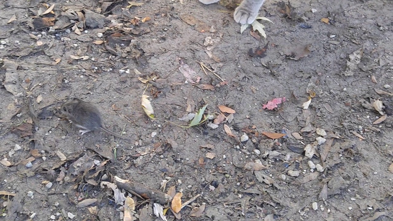 Chicken stealing mouse from cat
