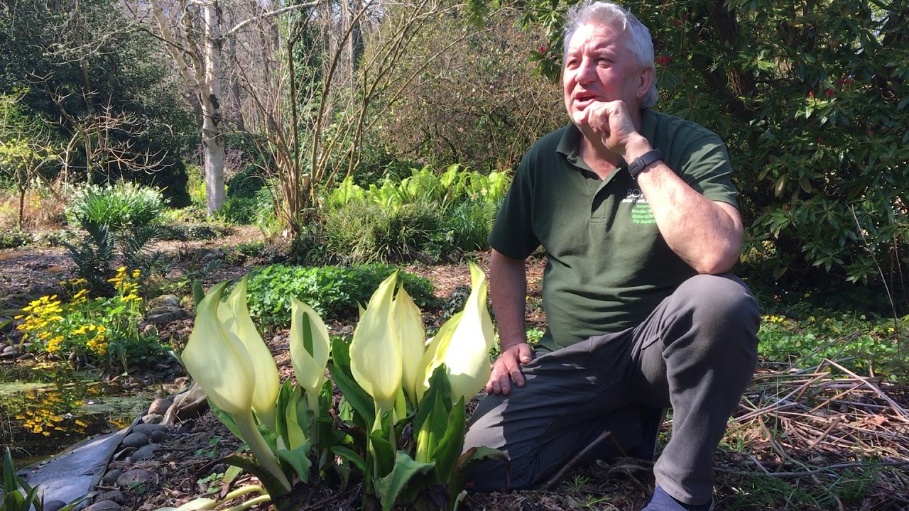 Skunk Cabbage in Bowdens Gardens