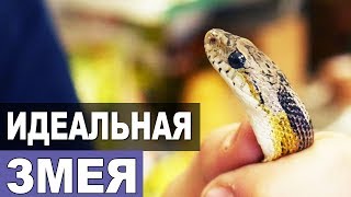 КОНКРЕТНЫЙ ПРИМЕР ЗМЕИ ДЛЯ НОВИЧКА. Идеальный первый безногий питомец