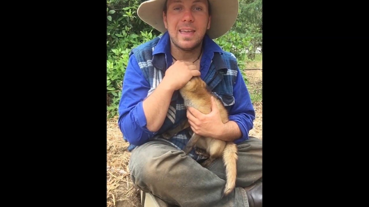 wickedsick Foxes in Australia