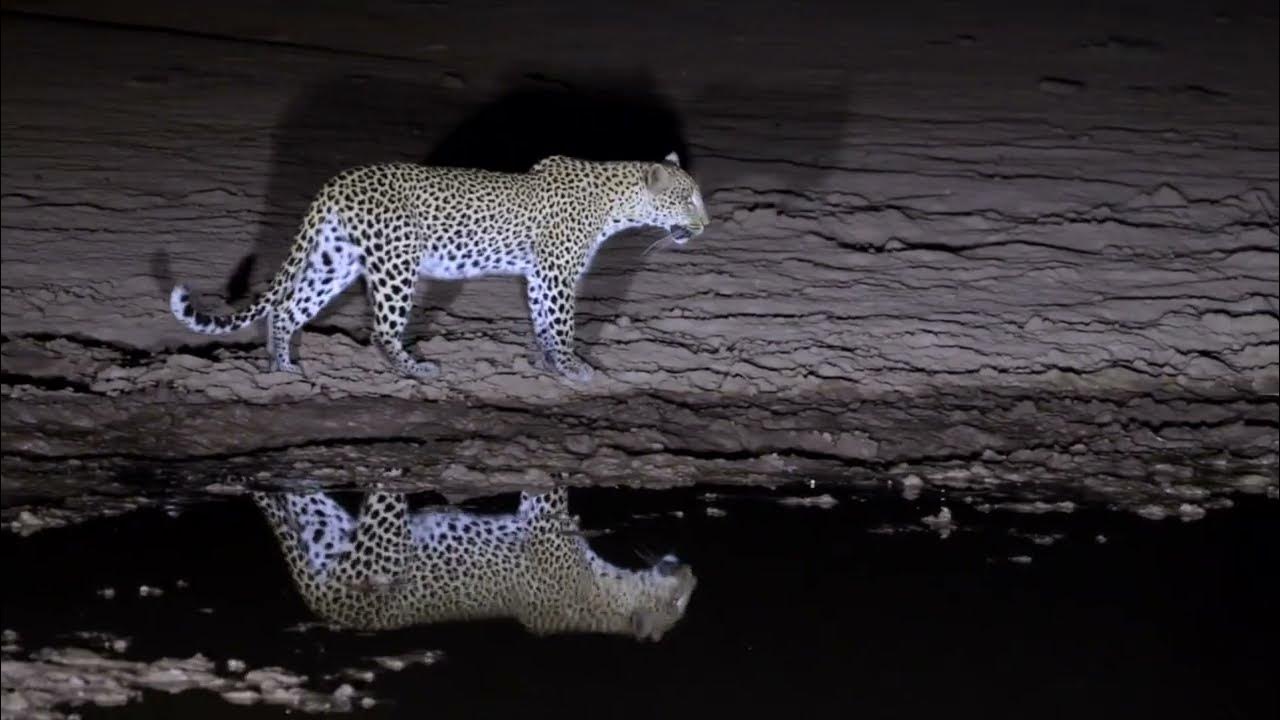 Leopard at night, filmmaker's delight YouTube