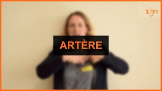 Artère (Anatomie) - LSF