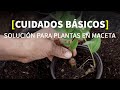 CUIDAR y REPRODUCIR ✂️🌿plantas en macetas [ERRORES y CONSEJOS] por Adalú