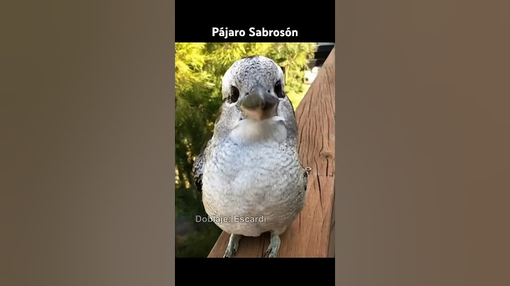 PAJARO SABROSON