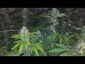 Growing Cannabis: Week 8 killing the microbes and beneficials. Week 2 of flower for room B-  ep 10