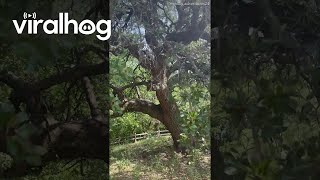 Malinois Does Climbing Tricks In Texas Viralhog