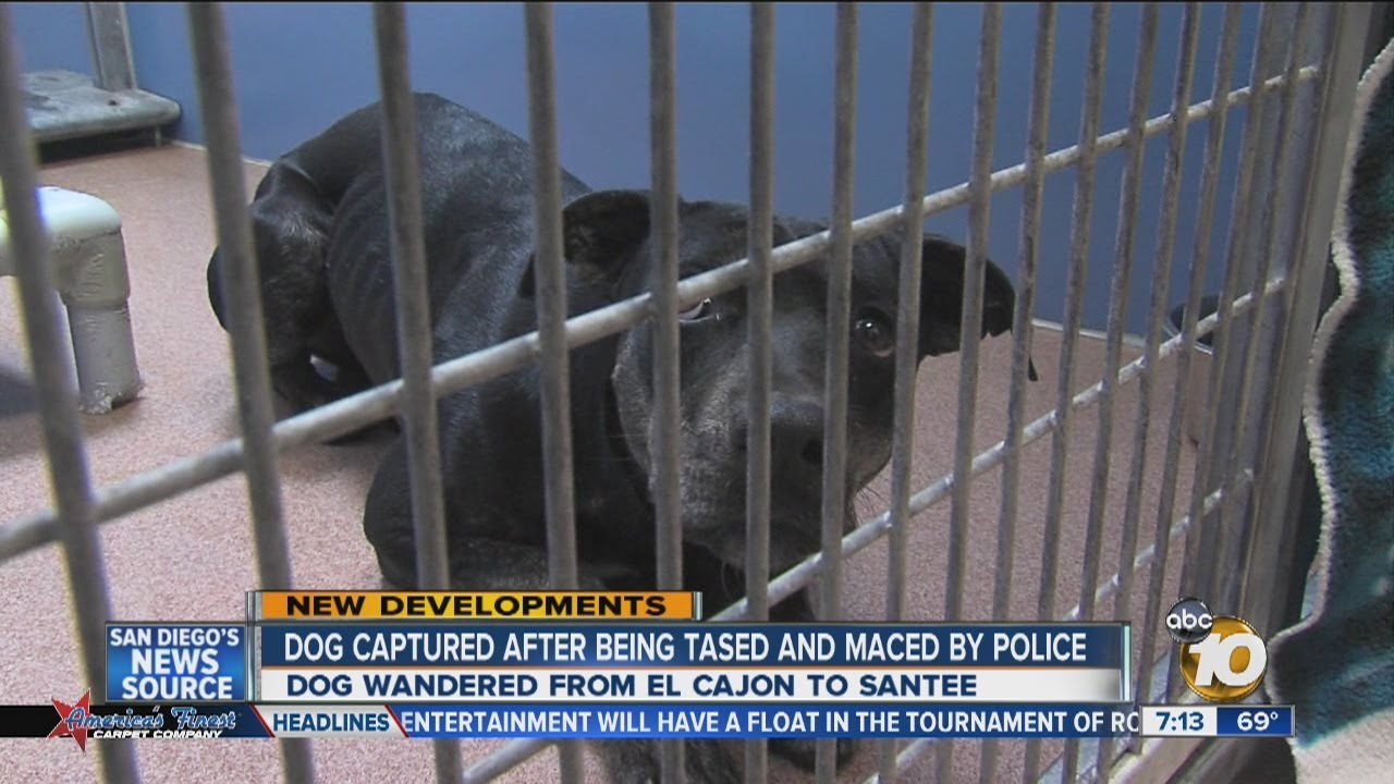 Stray dog stunned by stun gun found in Santee - YouTube