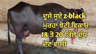 Murrah buffalo sale z-black #dairyfarm
