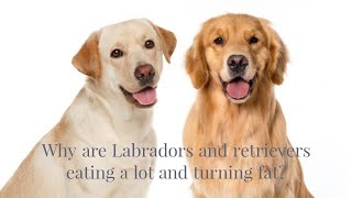 why Labradors and retrievers  eat alot and turning fat?