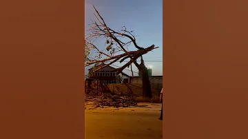 Copac rupt de vânt Slatina, Tudor Vladimirescu