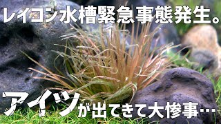 The backside of a 90cm aquarium…the hated creatures have appeared