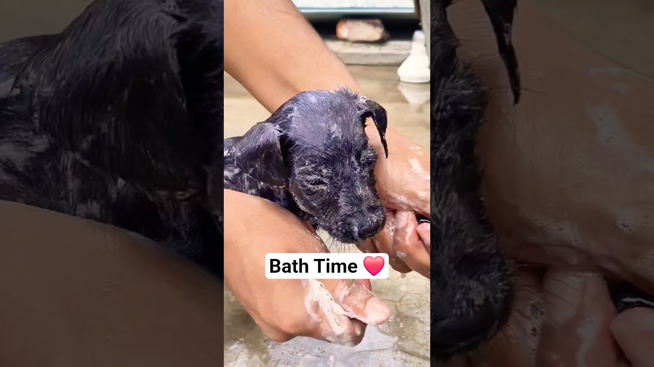 Watch Bath Time All 6 🫡😊❤️😅 #bathtime #puppylove #puppies #animallovers #animalcare on YouTube Watch Bath Time All 6 🫡😊❤️😅 #bathtime #puppylove #puppies #animallovers #animalcare on YouTube