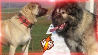 Кангал против кавказской овчарки-КТО ПОБЕДИТ!!!Kangal vs Caucasian Shepherd Dog//батл собак//battle