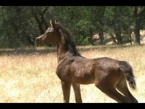 Mystic Victory-Black Arabian colt (Mystic Jamaal x...