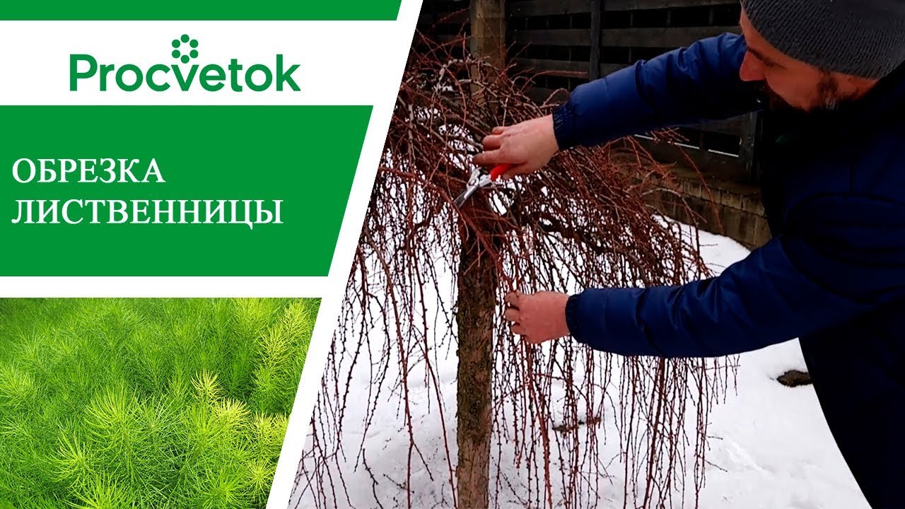 Плакучие растения - простые правила обрезки плакучей ивы и лиственницы.