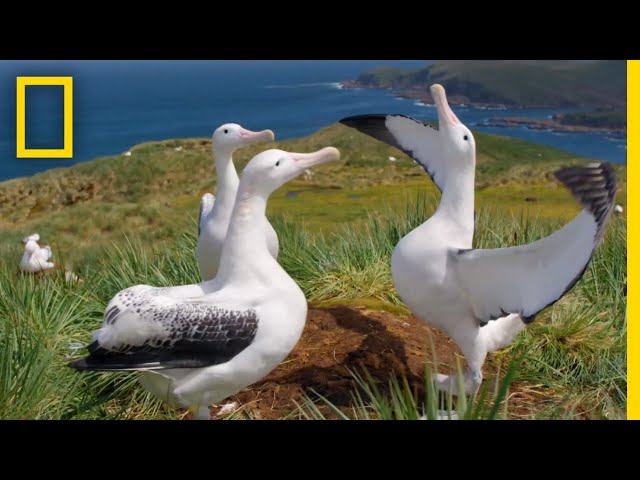 Albatrosses' Life-Long Bond Begins With Elaborate Courtship – Ep. 3 | Wildlife: Resurrection Island class=