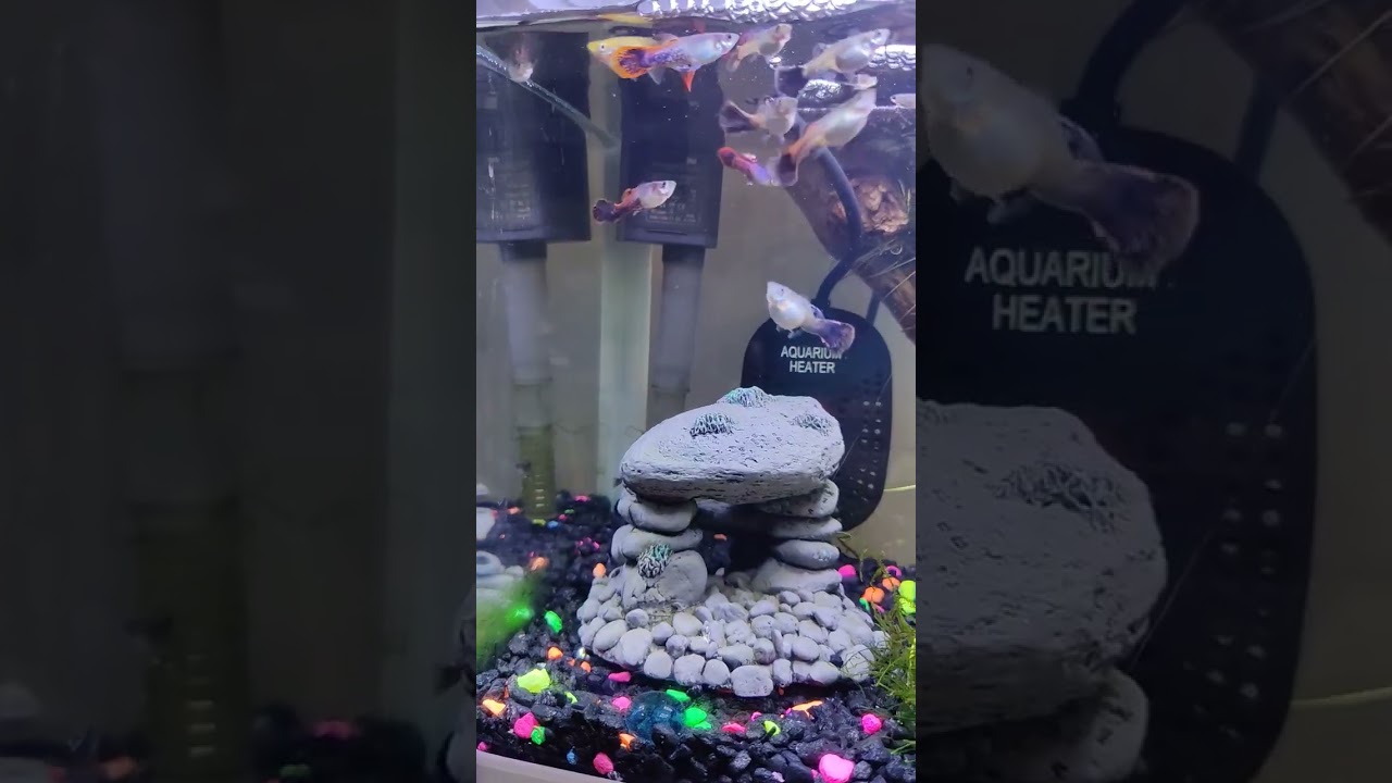 Mira 3 amazing fish aquariums with soothing calming sounds en YouTube Mira 3 amazing fish aquariums with soothing calming sounds en YouTube