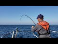 fighting yellowtail using 10&#39;6&quot; Black Hole USA surf rod in Korea