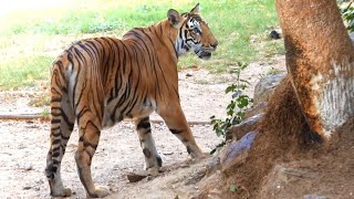 Tigress watching Visitors very thief eyes | Zoological Park