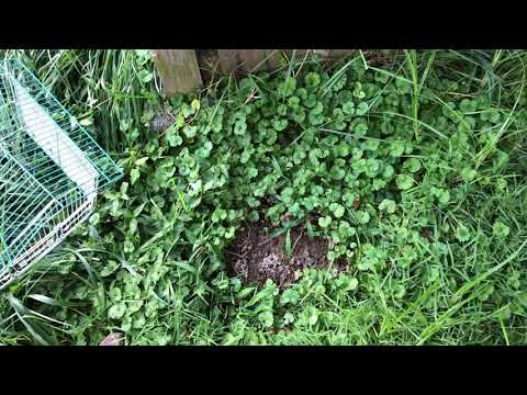 Mouse Decomposition: Day 15 (no recordings for days 13 or 14)