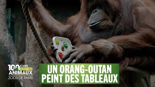 Nenette, le orang-outan qui peint - 100 jours avec les animaux du Zoo de Paris