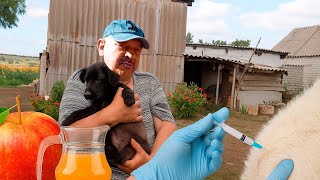 Яблочный сок своими руками + вакцинация животных | Сельская жизнь