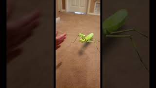 The Largest Praying Mantis i have seen