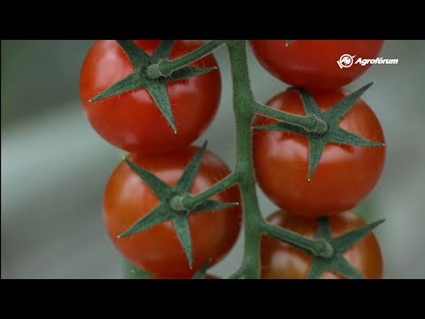 Videó: Hogyan Etessük Az Uborkát Az üvegházban Való Terméshez? Hogyan Lehet Etetni A Gyümölcsképzés Során Különféle Műtrágyákkal Polikarbonát üvegházban?