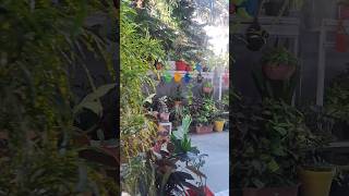 #letoaayeho #gardenvibes #gardendecor #savenature