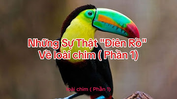 Những Bí Mật Điên Rồ Về Chim Mà Bạn Chưa Biết
