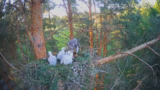 Kanakull:Accipiter gentilis 18.05.2024 18:47