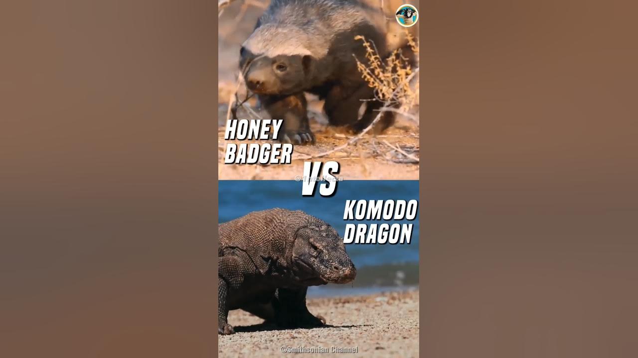 Honey Badger VS Komodo Dragon Who Would Win? YouTube