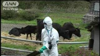 【原発】警戒区域内の家畜を殺処分に　政府が指示（11/05/13）