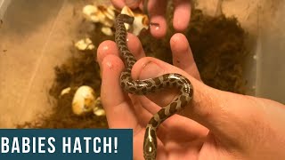 Prairie Kingsnake Eggs Hatching!