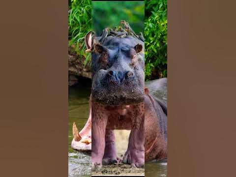 самое глупое животное - YouTube