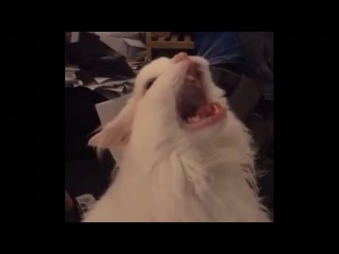 white-cat-meowing-meme