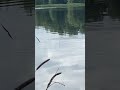 Поклевка на поплавок #asmr #fishing #fishingvideo #плотва #поплавок #рыбалка #поклевка #fishingasmr
