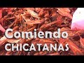 Temporada de Chicatanas en Oaxaca - Hormigas platillo exótico.