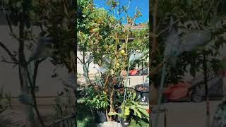 San Jose fruit trees