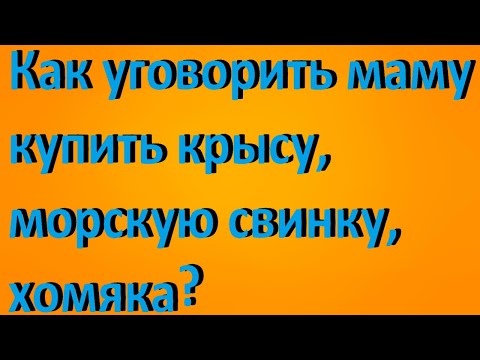 Как уговорить маму купить крысу, морскую свинку, хомяка? ХОМКИ.