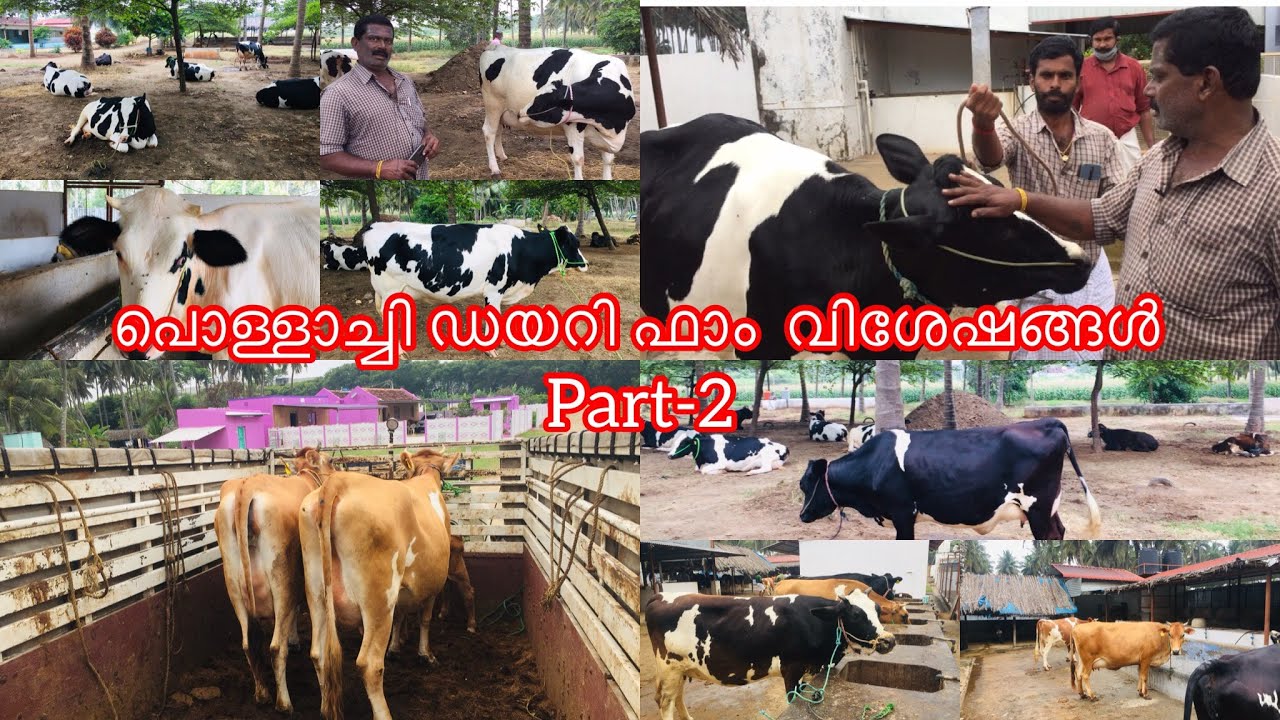 പശുക്കൾ വിൽപ്പനക്ക് 📲 +9195242 39599 CM Dairy FarmPollachi cow for