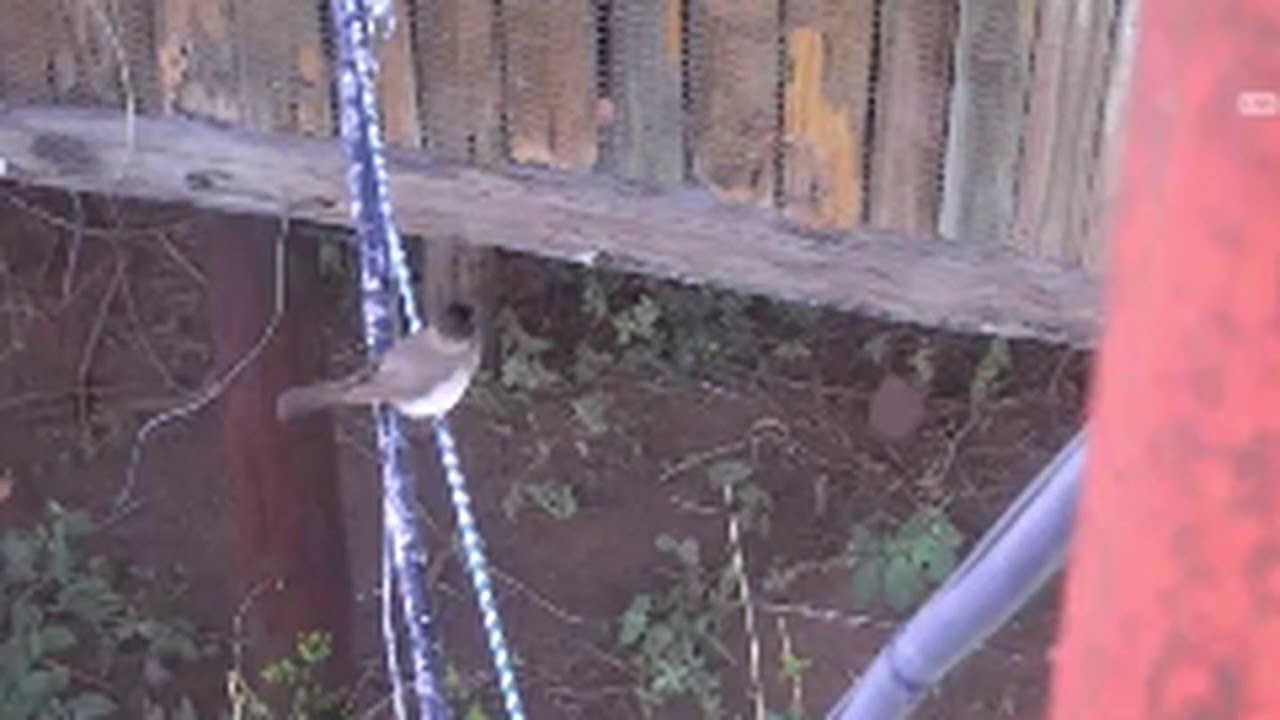 Dark-capped Bulbul Sings on Cam at Pete's Pond December 16, 2017