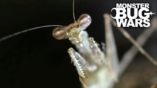 House Centipede Vs Swift Tree Mantis | MONSTER BUG WARS