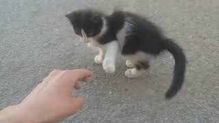 Lonely Stray Kitten Cries Out for Help: Rescuing Her and Bringing Her Home