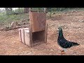 Trampa para pájaros fácil : Construyendo fantástica trampa para pájaros, hecha de caja de papel 5